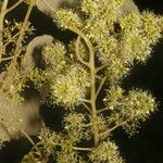 Vitis tiliifolia Kvet