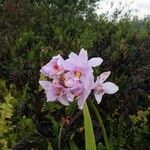 Spathoglottis unguiculata Floare