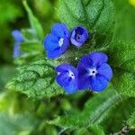 Pentaglottis sempervirensFlower