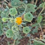 Abutilon pannosum Květ