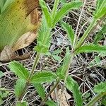 Veronica orsiniana Foglia