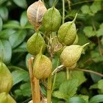 Hyacinthoides hispanica Frucht