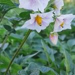 Solanum tuberosum Blomst