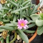 Delosperma harazianum Flor