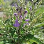 Scutellaria integrifolia 花