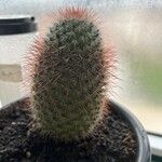 Mammillaria spinosissima Листок