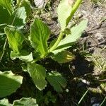 Doronicum grandiflorum Blad