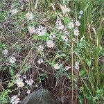 Ampelaster carolinianus Квітка