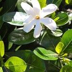 Gardenia taitensis Цвят