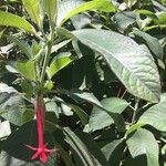 Fuchsia boliviana অন্যান্য