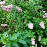 Spiraea douglasiiBloem