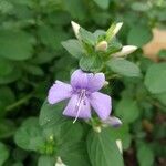 Barleria obtusa Õis