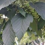Acer davidii Feuille