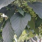 Acer davidii Folha