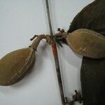 Cheiloclinium cognatum Altul/Alta
