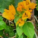 Bougainvillea × buttiana Flower