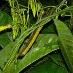 Odontadenia macrantha Máis
