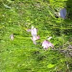 Pogonia ophioglossoides Cvet