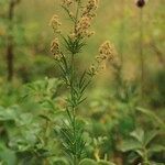 Thalictrum simplex ശീലം