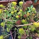 Sedum rupestre Листок