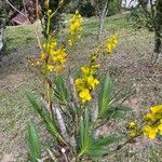 Cyrtopodium andersonii Flower