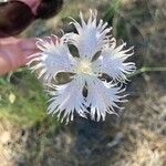 Dianthus broteri Blüte
