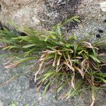 Asplenium septentrionale Habit