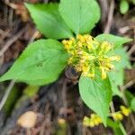 Solidago flexicaulis ഇല