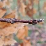 Acer saccharum Casca