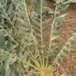 Encephalartos horridus Folha