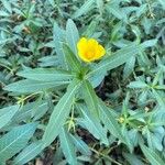 Ludwigia grandiflora Likasa