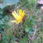 Tussilago farfaraFlower