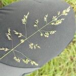 Poa pratensis Bleunienn
