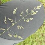 Poa pratensis 花