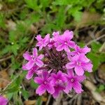 Verbena canadensis പുഷ്പം