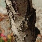 Prunus persica Bark