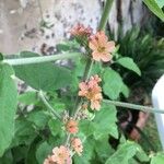 Sphaeralcea bonariensis Flower