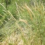 Hordeum bulbosum Fruit