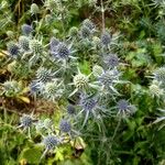 Eryngium planum Habitus