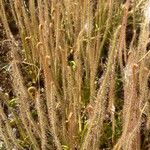 Drosera filiformis Hoja