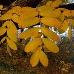 Sorbus domestica برگ