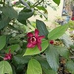 Calycanthus floridusBlomma