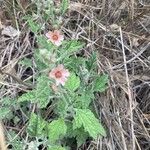 Sphaeralcea bonariensis Ліст