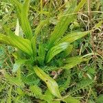 Plantago lanceolataFoglia