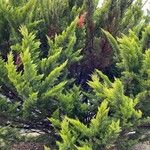 Cupressus macrocarpa 其他