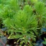 Elodea densa 葉