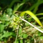 Allium carinatum ফল