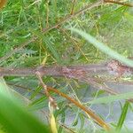 Salix melanopsis പുറംതൊലി