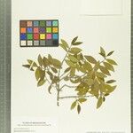 Memecylon buxifolium Otro