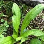 Plantago eriopoda Hoja